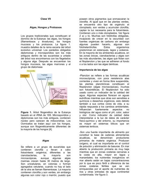 tipos de protozoos en algas