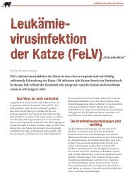 FeLV Infektion - Medizinische Kleintierklinik - LMU München