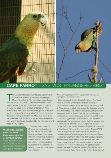 Cape Parrot - Percy FitzPatrick Institute of African Ornithology