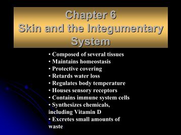 Chapter 6 Skin and the Integumentary System - Arkansas State ...