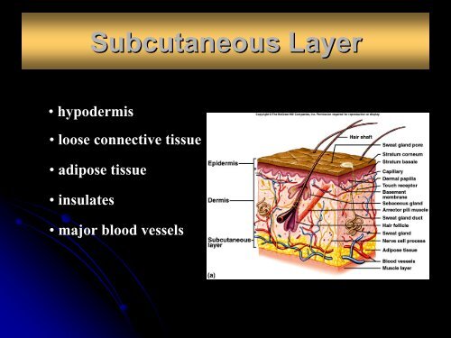 Chapter 6 Skin and the Integumentary System - Arkansas State ...