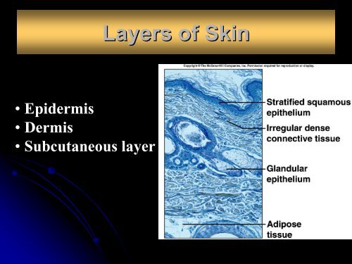 Chapter 6 Skin and the Integumentary System - Arkansas State ...