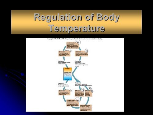 Chapter 6 Skin and the Integumentary System - Arkansas State ...