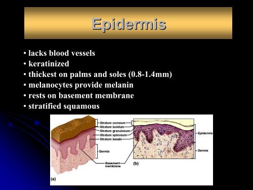 Chapter 6 Skin and the Integumentary System - Arkansas State ...