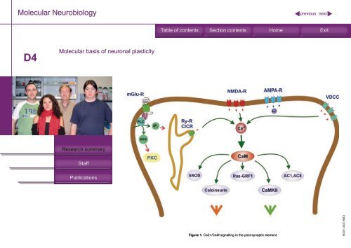 Molecular Neurobiology - Universidad AutÃ³noma de Madrid