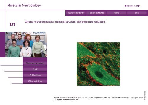 Molecular Neurobiology - Universidad AutÃ³noma de Madrid