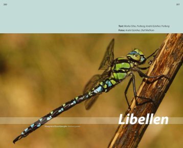 Libellen - GrÃƒÂ¼ne Liga Osterzgebirge