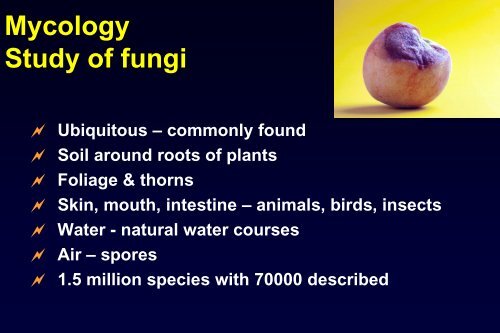 Mycology for Beginners