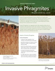 Invasive Phragmites (Phragmites australis subsp ... - Ontario.ca