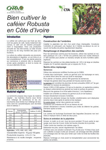 Bien cultiver le cafÃ©ier Robusta en CÃ´te d'Ivoire - eRails