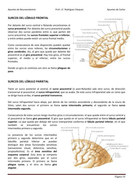 ANATOMIA SISTEMA NERVIOSO.pdf - VeoApuntes.com