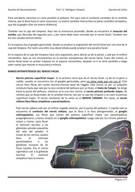 ANATOMIA SISTEMA NERVIOSO.pdf - VeoApuntes.com