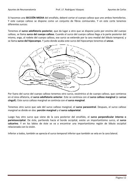 ANATOMIA SISTEMA NERVIOSO.pdf - VeoApuntes.com