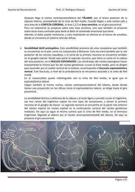 ANATOMIA SISTEMA NERVIOSO.pdf - VeoApuntes.com