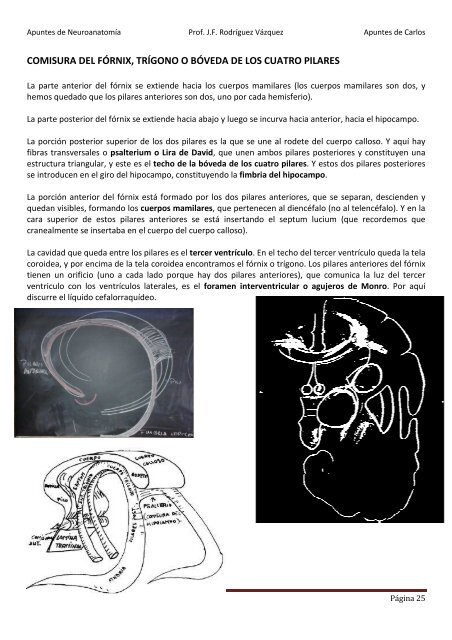 ANATOMIA SISTEMA NERVIOSO.pdf - VeoApuntes.com