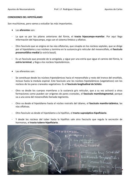 ANATOMIA SISTEMA NERVIOSO.pdf - VeoApuntes.com