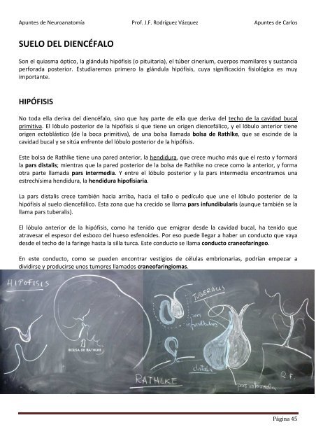 ANATOMIA SISTEMA NERVIOSO.pdf - VeoApuntes.com