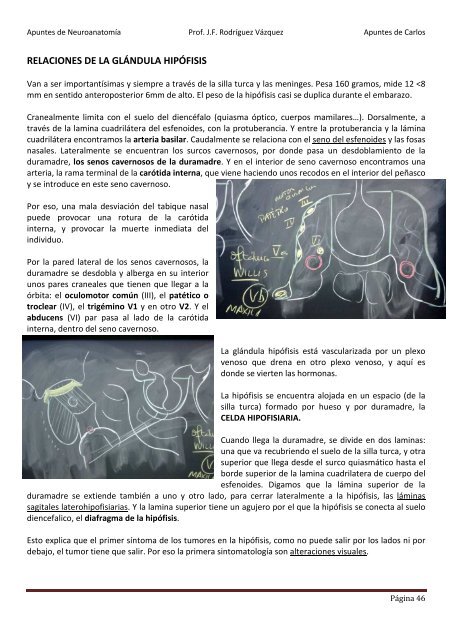 ANATOMIA SISTEMA NERVIOSO.pdf - VeoApuntes.com