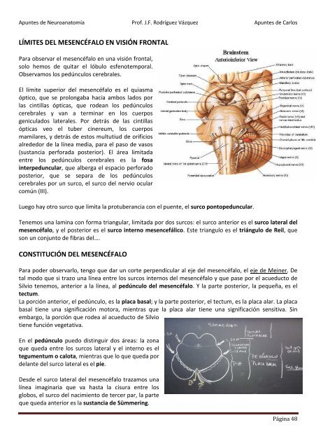 ANATOMIA SISTEMA NERVIOSO.pdf - VeoApuntes.com