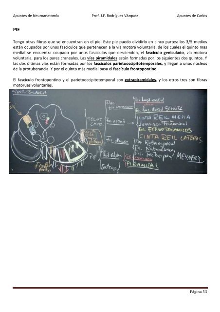 ANATOMIA SISTEMA NERVIOSO.pdf - VeoApuntes.com