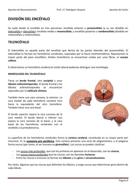 ANATOMIA SISTEMA NERVIOSO.pdf - VeoApuntes.com