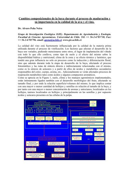 Cambios composicionales de la baya durante el proceso de ...