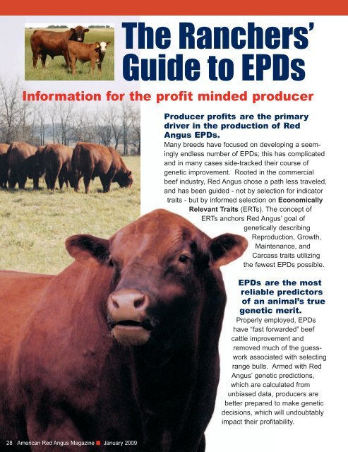 2007 EPD Final.qxd - Red Angus Association of America