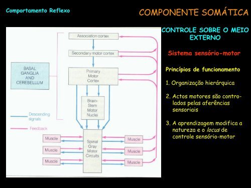 Comportamento Reflexo-Comportamento Motivado