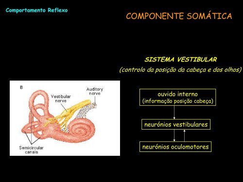 Comportamento Reflexo-Comportamento Motivado