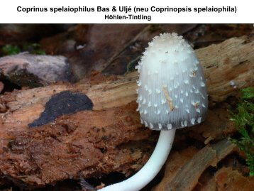 Coprinus spelaiophilus - pilze-basel