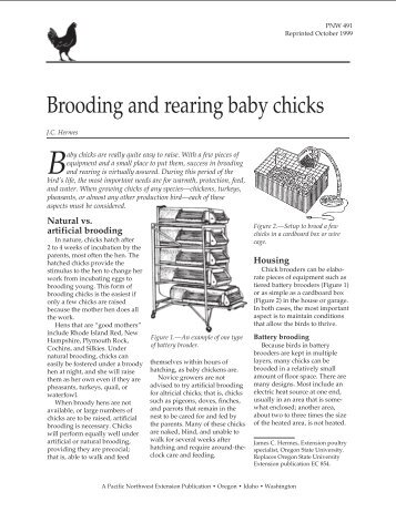 Brooding and Rearing Baby Chicks - ScholarsArchive at Oregon ...