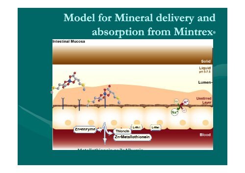 Vitaminen en mineralen bij schapen - Landelijke Gilden