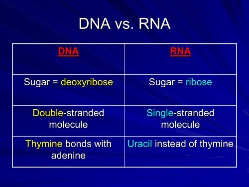 DNA Replication ppt