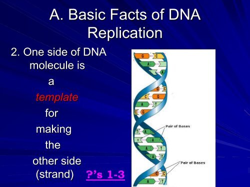 DNA Replication ppt