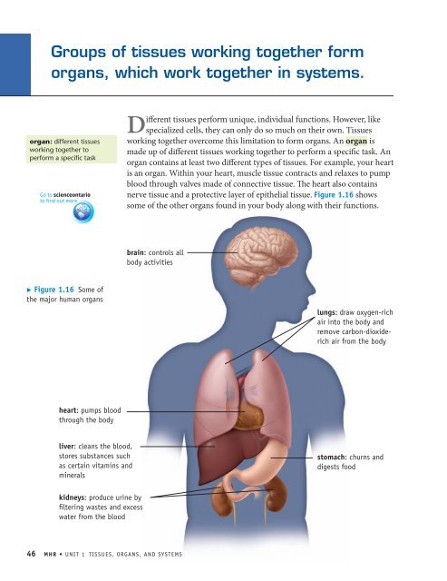 How do cells work together in the human body? - McGraw-Hill ...