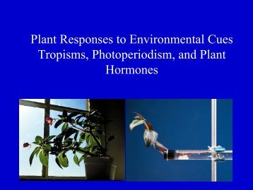 Plant Hormones.pdf