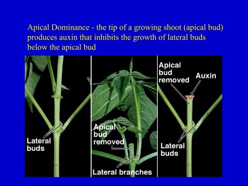 Plant Hormones.pdf