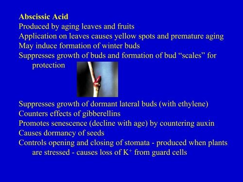 Plant Hormones.pdf