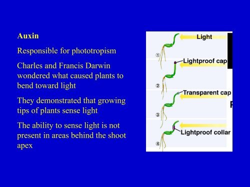 Plant Hormones.pdf