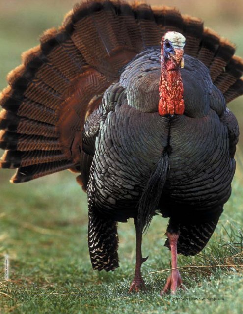 Turkey Tales - New Hampshire Fish and Game Department