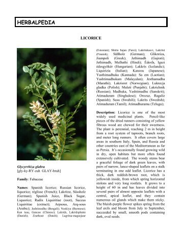 Glycyrrhiza glabra - HerbWorld