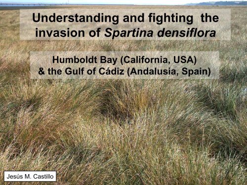 S. densiflora - San Francisco Estuary Invasive Spartina Project