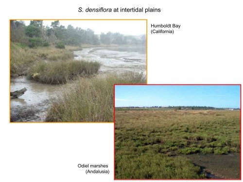 S. densiflora - San Francisco Estuary Invasive Spartina Project