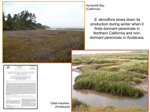 S. densiflora - San Francisco Estuary Invasive Spartina Project