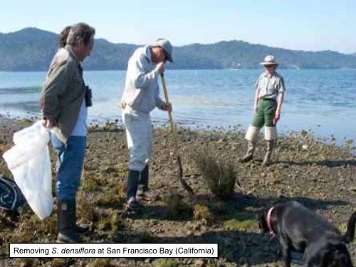 S. densiflora - San Francisco Estuary Invasive Spartina Project