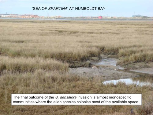 S. densiflora - San Francisco Estuary Invasive Spartina Project