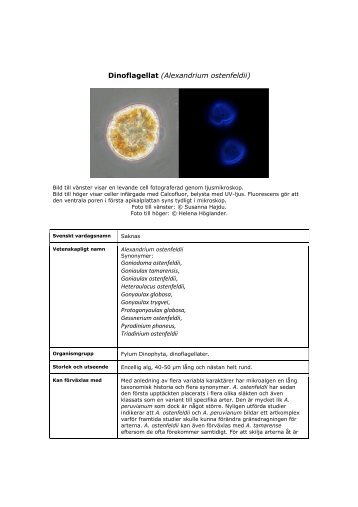 Alexandrium ostenfeldii - FrÃ¤mmande arter i svenska hav