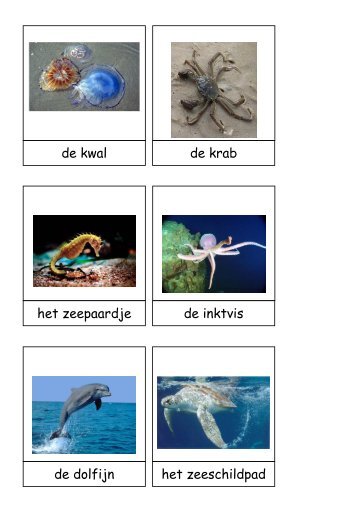 Woordkaarten Zeedieren - Kleutergroep