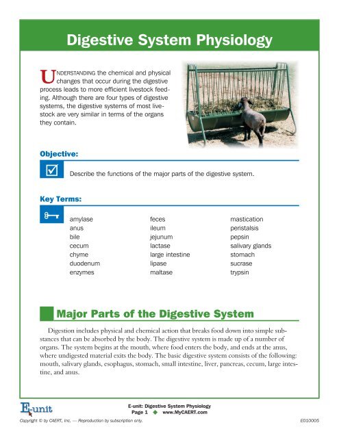 Student Exploration: Digestive System Answers ...