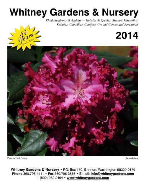 Will Grow to Seven Feet Rhododendron English Roseum Hardy to -25F 8-12 Wide - Typically Two Gallon 